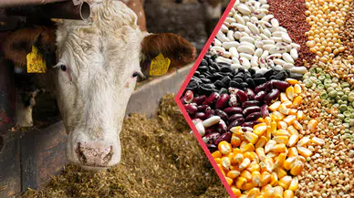 Çiftçiye Beklenen Müjde! Ödemeler Başladı