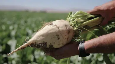 Pancar Üreticisine Dev Destek! Milyarlar Hesapta