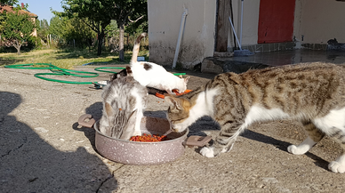 Sivas'taki O Bahçe Kedilerin Sarayı Oldu!