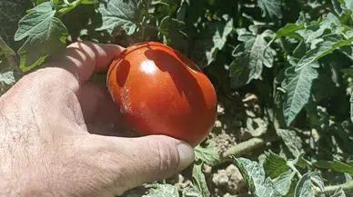 Sivas'ta Kayısı Yerine Ata Tohumu Domates Yetişti