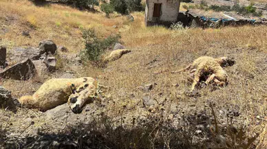 Koyunlara kurt ve ayı ortak saldırısı!..