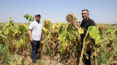 2025 yılı çerez ayçiçekleri toplanıyor