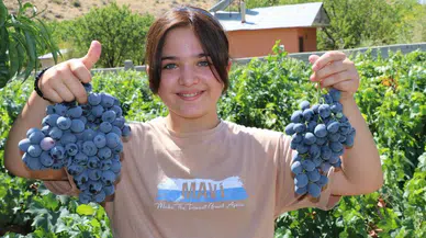 Cimin üzümü hasadı başladı...