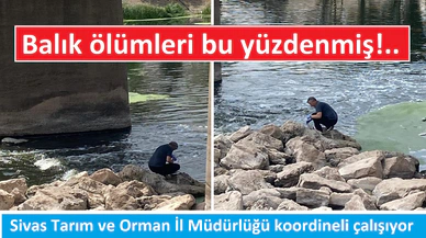 Sivas'ta balık ölümlerine sebep tespit edildi