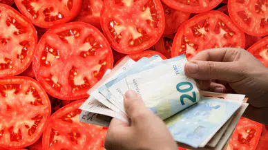 Elazığ'dan Dünyaya Açılan Lezzet: 4 Euro'luk Domatesin Sırrı Ne?