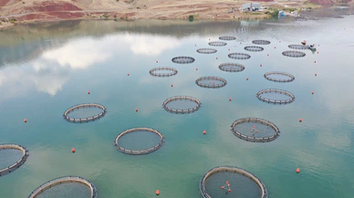 Sivas'ta bu tesis alabalık fabrikası