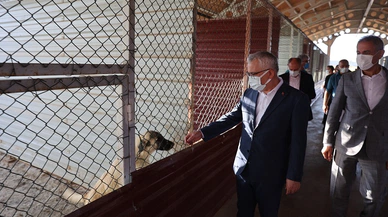 Sivas'ta sokak hayvanları için bu merkez takdir topluyor