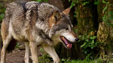 Kurt Saldırısı 111 Ölü !