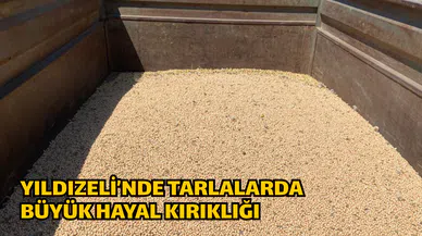 Yıldızeli’nde Tarlalarda Büyük Hayal Kırıklığı