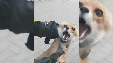 Şarkışla'da tilkiden apartman ziyareti