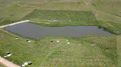Çam ağaçlarını kurtarıp gölete can verdiler