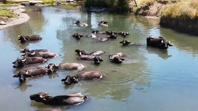 Ülkemizde korkulan manda azalışı!.. Şu anda rakam kaç?