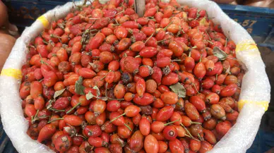 Sivaslıların C Vitaminiyle Tanışın! Kışlık Pelver Olmak İçin Tezgahlarda!