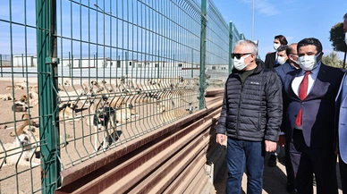 Sivas'ta sokak hayvanları için yeni dönem başlıyor mu?