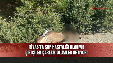 Sivas’ta şap hastalığı! Çiftçiler çaresiz!