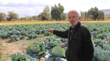 Sivas lahanası bu savaşı kaybetti! Verim az, kalite düşük