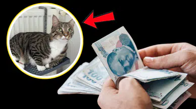 Kedisini Bulana 100 Bin Lira Nakit Ödeme Yapacak