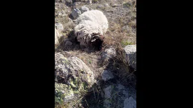 O Köyde Korku Dolu Anlar! Sabah Ortaya Çıkan Manzara Felaket!