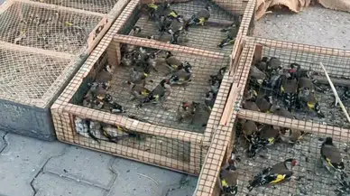 Yasa Dışı Avcıya Ağır Darbe! 80 Saka Kuşu Doğaya Geri Döndü