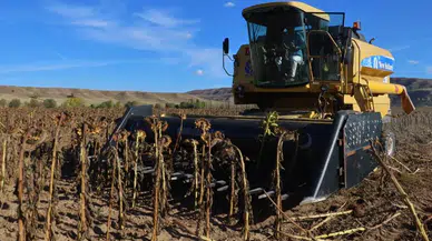 Bu Yıl Sivas'taki Rekolte Beklentisi Tavan Yaptı