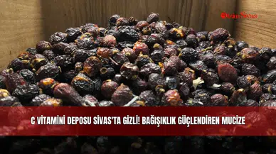 C Vitamini Deposu Sivas'ta Gizli! Bağışıklık Güçlendiren Mucize