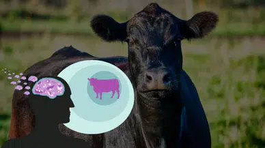 Deli Dana Hastalığı Nedir? Bulaşıcı Mıdır? Sivaslı Çiftçiler Mutlaka Okumalı!