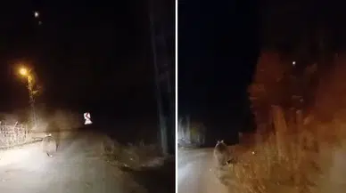 Sivas’ta yolda karşılaşılan “Koca Oğlan” şaşırttı