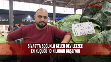 Sivas'ta soğukla gelen dev lezzet! En küçüğü 10 kilodan başlıyor
