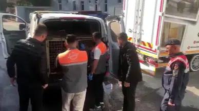 Komşu İlde Zavallı Hayvanları Dövüştürüp Bahis Oynadılar!