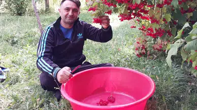 Sivas'ta Gilaburu sezonu açıldı! O ilçede üreticiler tarlada