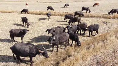 Manda sayısı artıyor: Devlet desteğiyle ekonomi güçleniyor