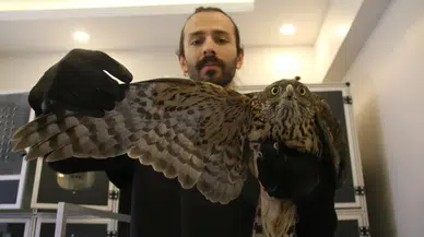 Sivas'ta yolda bulunan yırtıcı kuşa kimse müdahale edemiyor