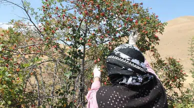 C Vitamini Deposu Dikenler Arasından Toplanıyor