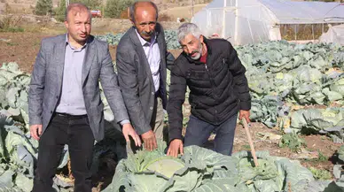 Sivas’ın gizli devi: 30 yıllık ata tohumundan doğan mucize