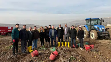 Sivas'ta bu patatesler sadece bir ürün değil, bir proje