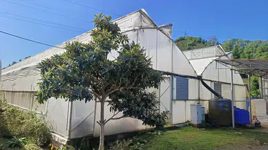 Tropikal meyveler Karadeniz topraklarında yetişiyor