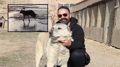 Doğa mesaj veriyor: Kurtlar neden yerleşim yerlerine yaklaşıyor?