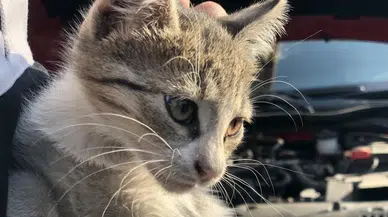 Sürücüler dikkat! Basit bir dokunuş bir canın kurtuluşu olabilir