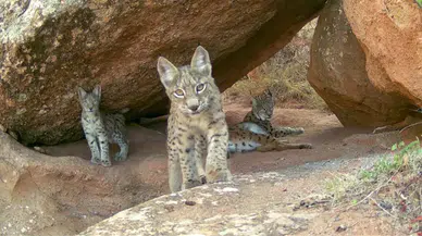 Sivas dağlarında 5 yıllık bekleyişi bitiren sır görüntü