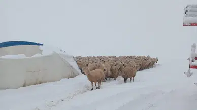 Kar Ağırlığına Dayanamadı! Sivas'ta Çöken Çadırda Korkunç Son!