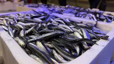 Soğuk havalarla birlikte tezgahlarda balık şenliği başladı