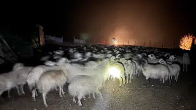 Yoğun sisle birlikte merada 200 koyun kayboldu