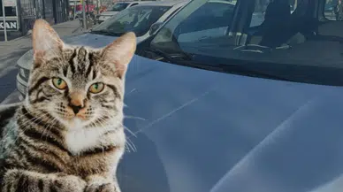 Her Yıl Yüzlercesi Böyle Can Veriyor! Sivaslı Vatandaşlar Duyarlı Olmalı!