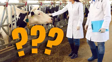 Sivas’ta Bıçak Kemiğe Dayandı! Şap Bitmiyor, Bankalar Sıkıştırıyor! Besici Çaresiz!