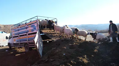 Beyaz Tehlike Yaylalara İndi: Küçükbaş Sürüler Merkeze Çekildi