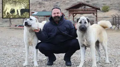 Sivas'tan kurt tehlikesine karşı Kangal önerisi