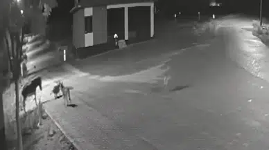 Aç Kalan Kurtlar Mahalleye İndi! Sokaktaki Dehşet Saldırı Kamerada