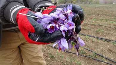 Bu bitki su istemiyor, talep dinmiyor, gramı ise 600 TL