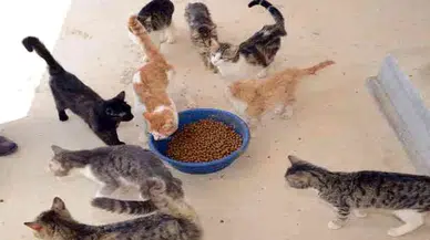 TÜİK açıkladı! En çok evcil hayvanlar ile ilgili ürünler pahalandı