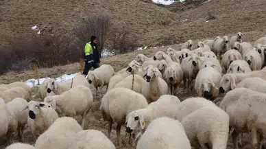 Bir Tartışma Hayatını Değiştirdi: Vadeli Koyunla Başladı, Pes Etmedi